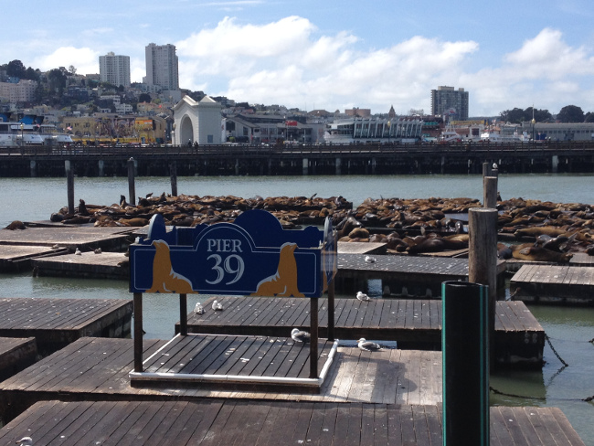 Pier 39 Seals